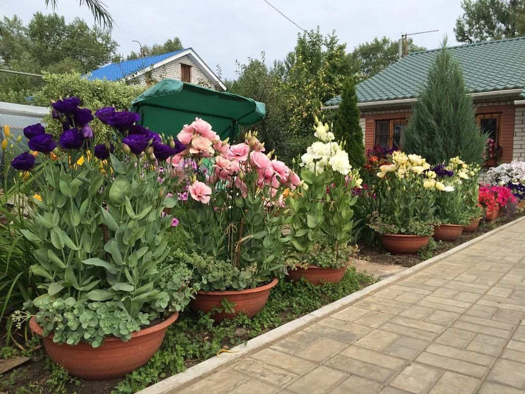 Цветы эустома фото посадка и уход садовая многолетняя посадка
