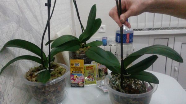 Фитоспорин для орхидей: секрет спасения и метод применения