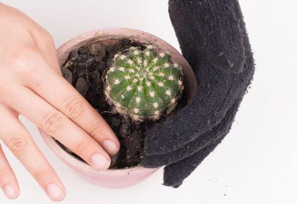 Грунт для кактусов своими руками в домашних условиях