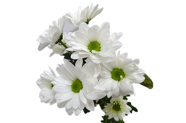 Хризантема Бакарди: кустовая, белая и другие разновидности
