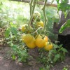 Как и когда сажать помидоры в открытый грунт рассадой