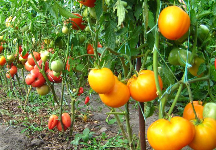 Как и когда сажать помидоры в открытый грунт рассадой