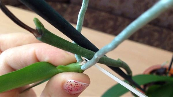 Как нарастить корни у детки орхидеи и укоренить в грунте