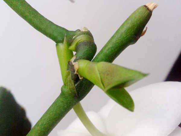 Как нарастить корни у детки орхидеи и укоренить в грунте