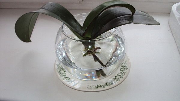 Как нарастить корни у орхидеи: вода, теплица и другие методы