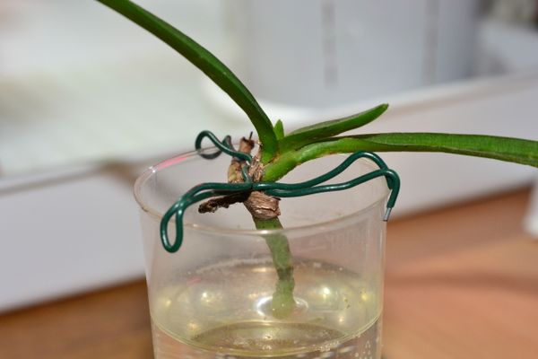 Как нарастить корни у орхидеи: вода, теплица и другие методы