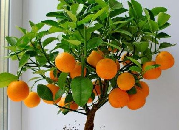 Как пересадить мандариновое дерево в домашних условиях