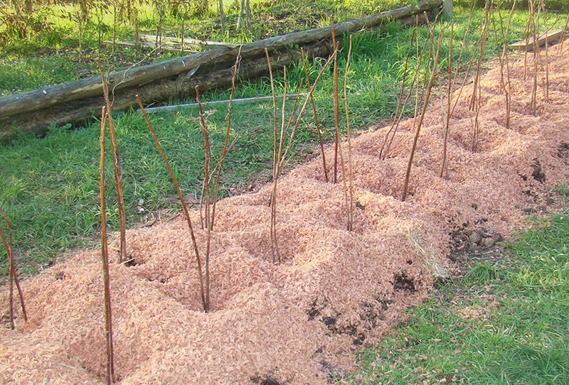 Как подготовить почву для малины