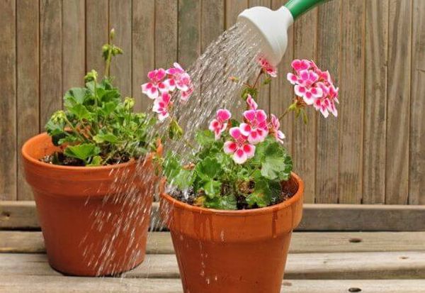 Как поливать герань в домашних условиях для цветения