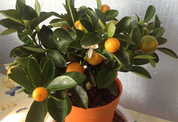 Как посадить мандарин в домашних условиях правильно