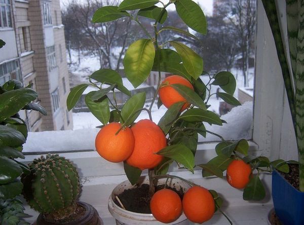 Как посадить мандарин в домашних условиях правильно