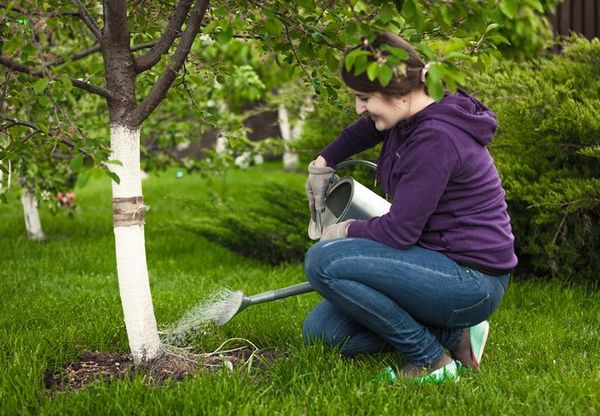 Как производить уход за вишней и вырастить плодоносящее дерево