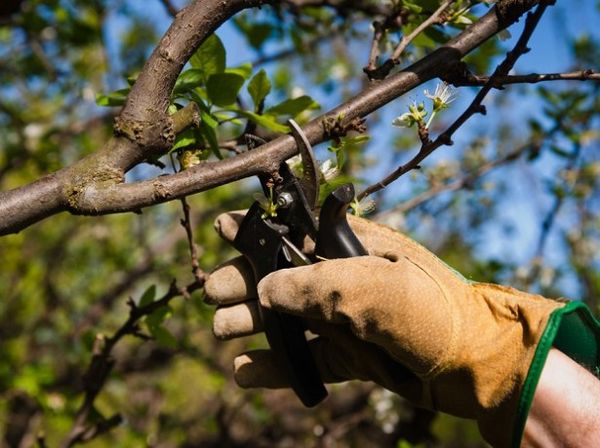 Как производить уход за вишней и вырастить плодоносящее дерево