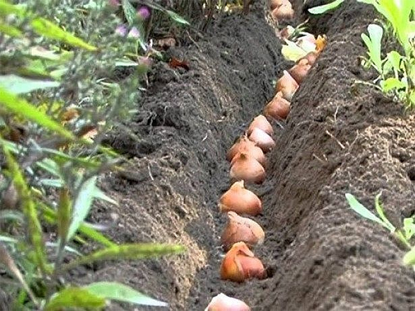 Как размножаются тюльпаны разных сортов: способы