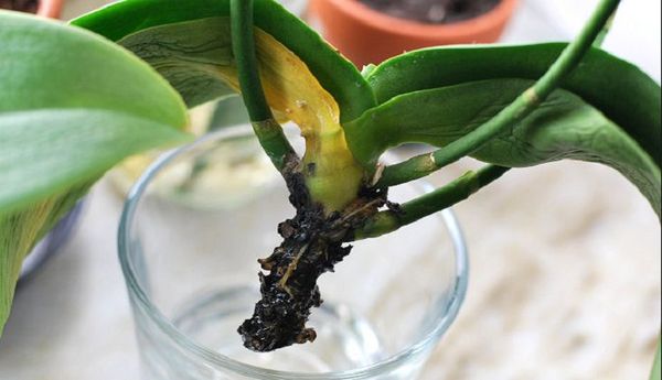 Как реанимировать орхидею без листьев в домашних условиях