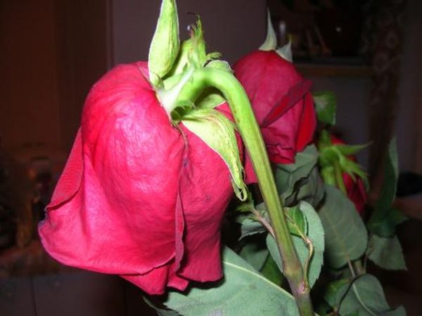 Как реанимировать розы: основные действенные методы