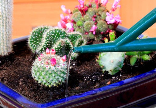 Как ухаживать за кактусами в домашних условиях