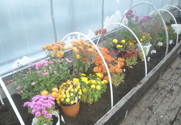 Как укрыть хризантемы на зиму на участке: особенности укрытия цветов в Подмосковье и средней полосе