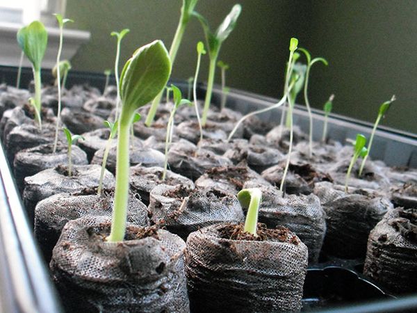 Как вырастить фиалку из семян в домашних условиях