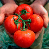 Как вырастить хороший урожай помидор в открытом грунте