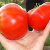 Как вырастить хороший урожай помидор в открытом грунте