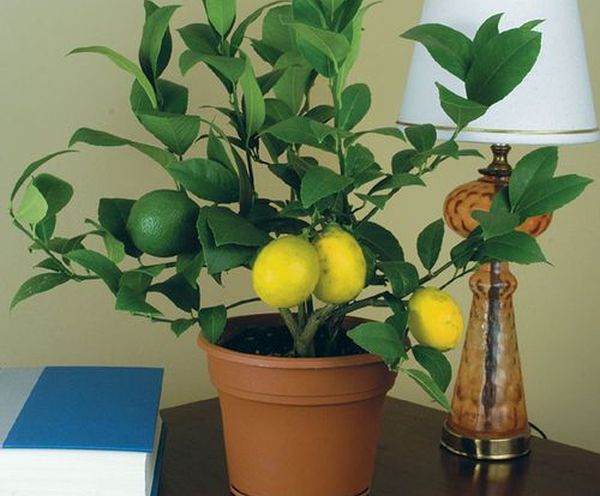 Как вырастить лимон в горшке в домашних условиях