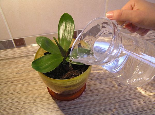 Как заставить орхидею выпустить цветонос в домашних условиях