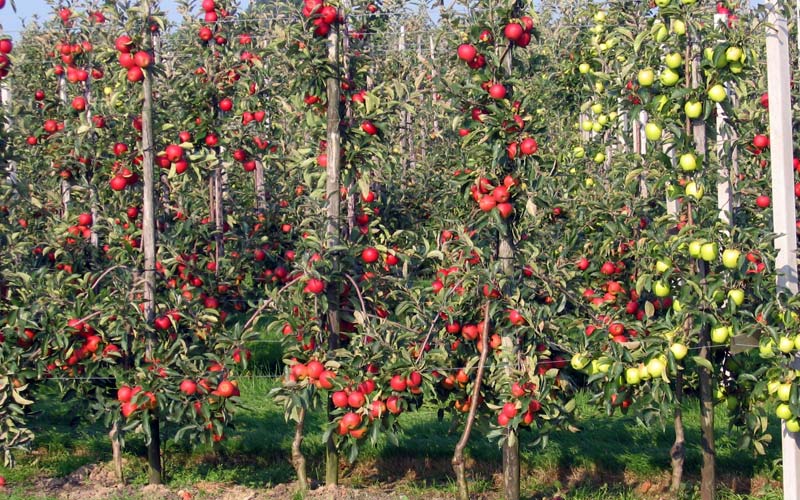 Колоновидные плодовые деревья фото в саду