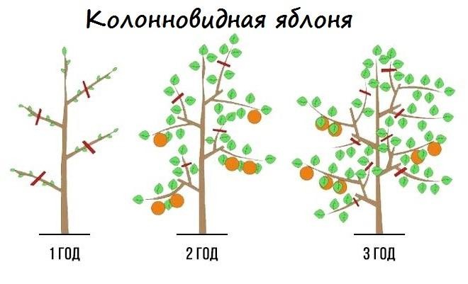 Какие сорта колоновидных деревьев посадить в саду