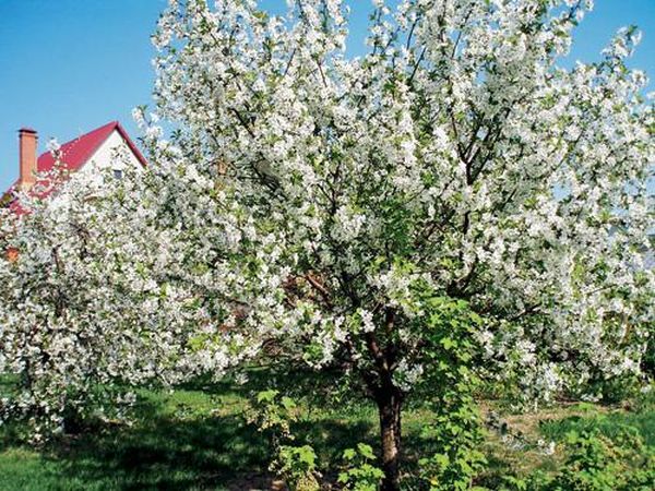 Какими способами происходит опыление деревьев вишни