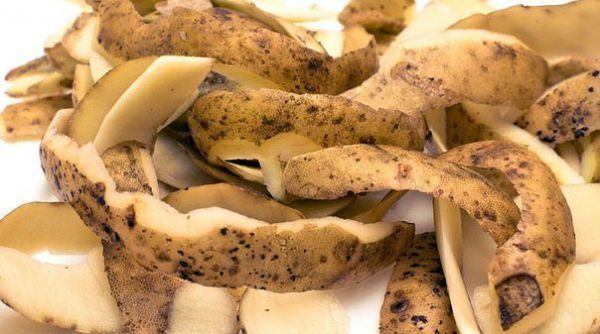 Картофельные очистки как лучшее удобрение для смородины