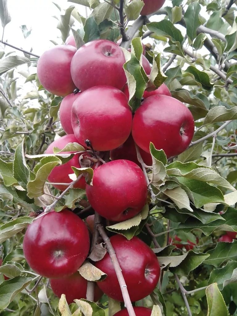 Колоновидная яблоня