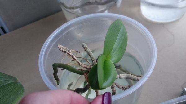 Корневин для орхидей: как использовать для разведения