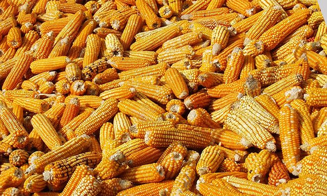 Кукуруза: бжу, химический состав, пищевая ценность, вареная и консервированная