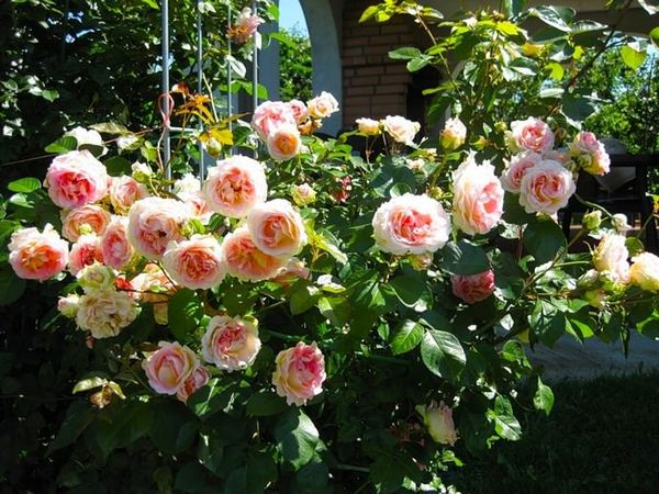 Кустовые розы: как ухаживать в саду и домашних условиях