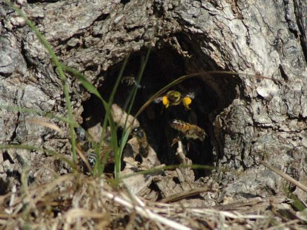 Лесные пчелы: описание, фото и видео