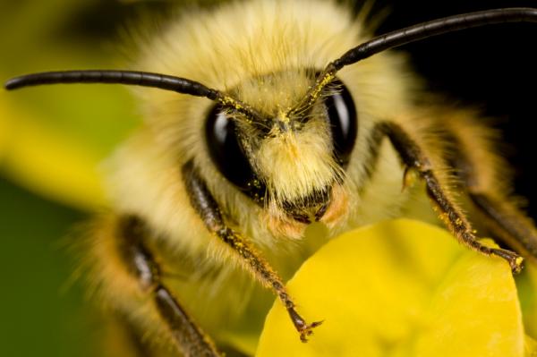 Лесные пчелы: описание, фото и видео