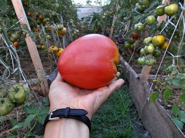 Лучшие сорта томатов для теплицы