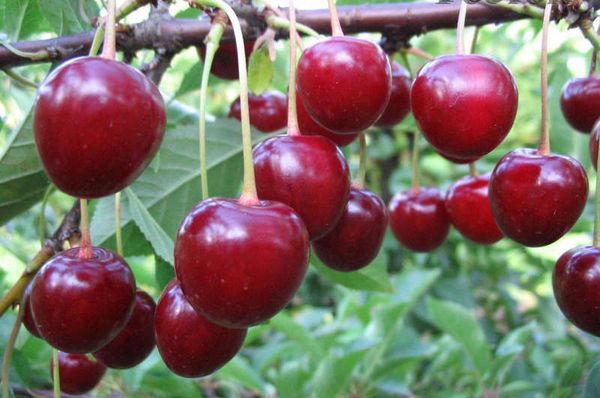 Лучшие сорта вишни для выращивания в саду