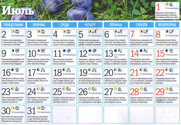 Лунный календарь садовода и огородника июль 2023 года: лучшие дни