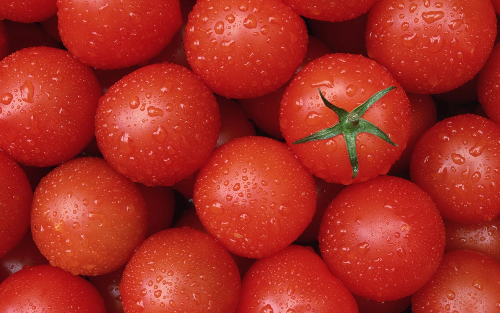 Низкорослые томаты: описание и особенности выращивания