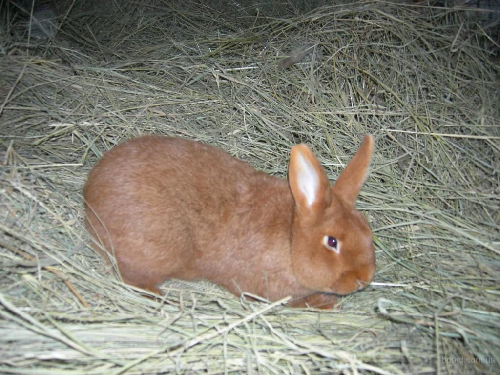 Новозеландский красный кролик (НЗК): характеристика, отзывы и фото