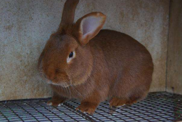 Новозеландский красный кролик (НЗК): характеристика, отзывы и фото