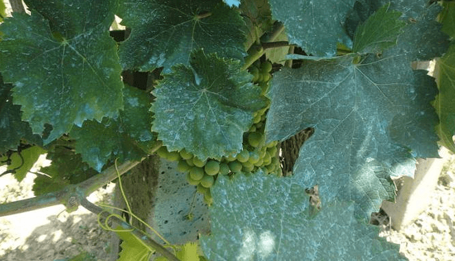 Обработка винограда медным купоросом