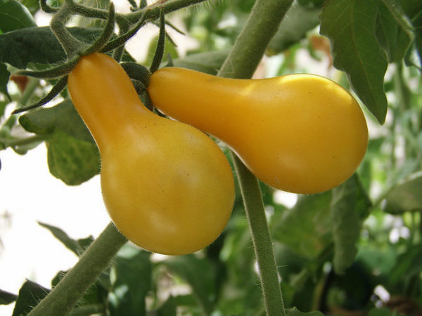 Обзор самых лучших урожайных сортов томатов