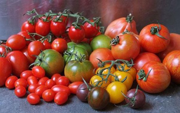 Обзор самых лучших урожайных сортов томатов