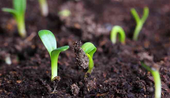 Огурец Фермер F1: описание и важные правила выращивания сорта