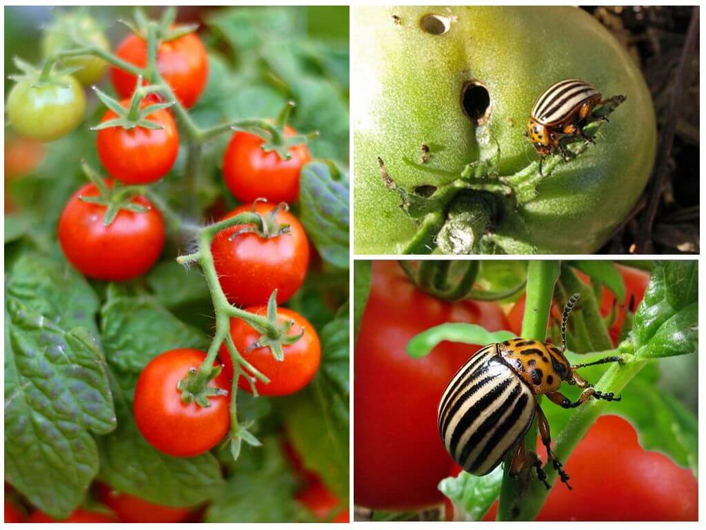 Описание и особенности выращивания ультрараннего томата Любаша
