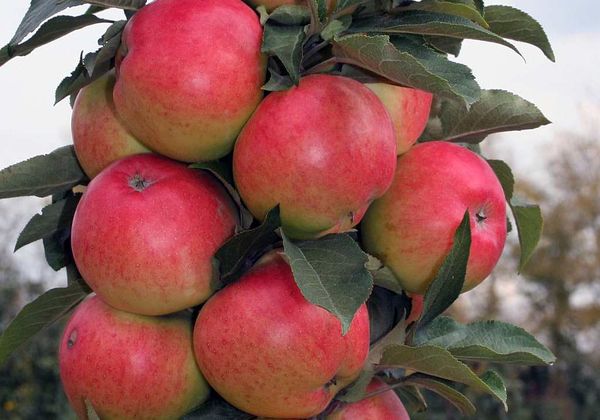 Описание яблони Триумф осеннего срока созревания