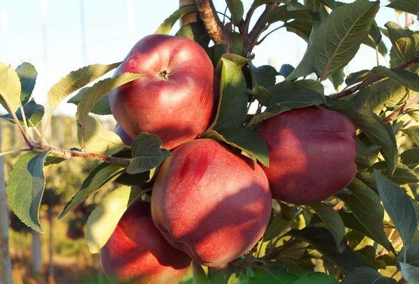 Описание красномякотного сорта яблони Ред Чиф
